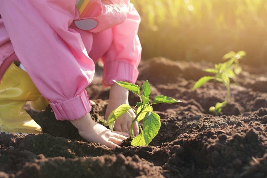 A small child planting a plant in the soil.